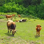Maestraccio