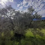 Bergerie En Pierres Et Oliveraie