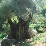 Costa Di Sognu