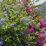 La Villa Guidi